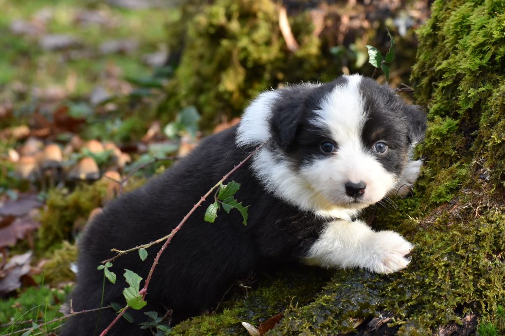 Chiot Berger Australien, femelle noire tricolore 1