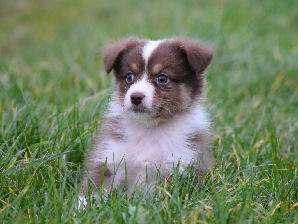 femelle rouge tricolore