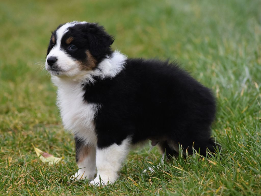 mâle noir tricolore