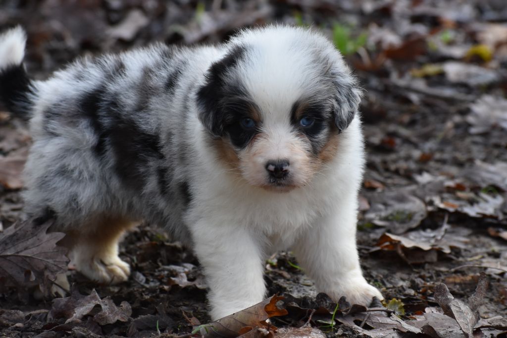Chiot Berger Australien Mâle Bleu Merle Mâle Disponible En
