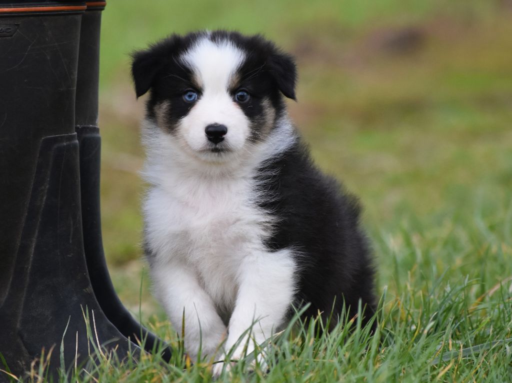 mâle noir tricolore