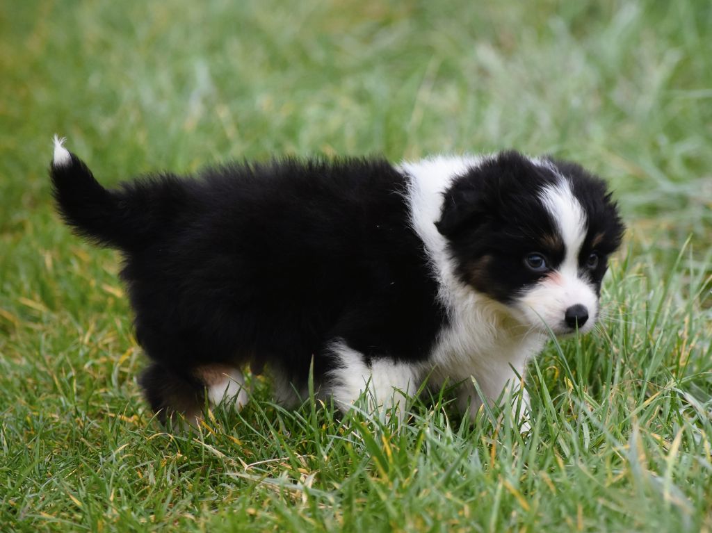 mâle noir tricolore