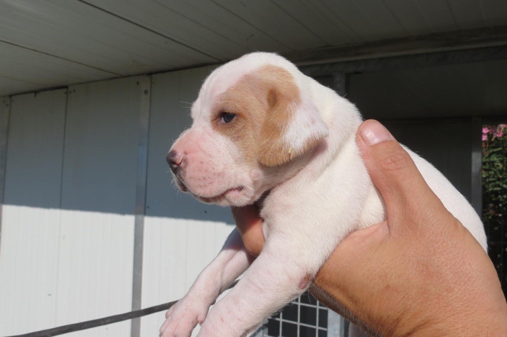 CHIOT - Pointer