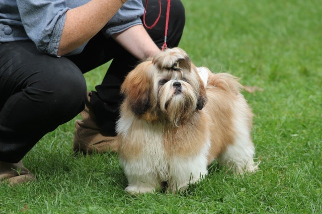 Glittering party girl De Daïkyori Saÿ - TP. Best Puppy