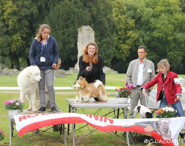 Glittering party girl De Daïkyori Saÿ - BOB Puppy et BIS Puppy