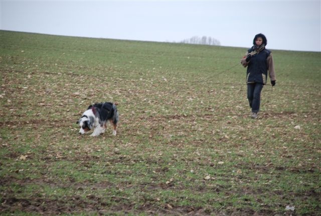 CH. Celte ar Bleiz Vihan - Coupe: 23/24. Championnat: 19/24