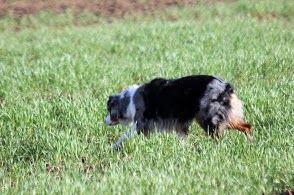 CH. Celte ar Bleiz Vihan - 4e exc / 26