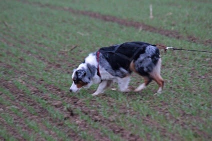 CH. Celte ar Bleiz Vihan - RCACT