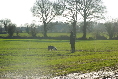 CH. Celte ar Bleiz Vihan - Championne de Bretagne espoir