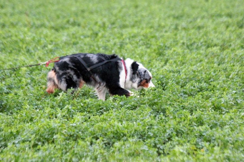 CH. Celte ar Bleiz Vihan - 12ème à la coupe et au championnat