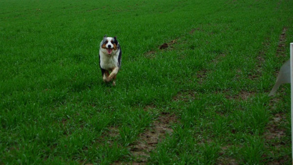 CH. Celte ar Bleiz Vihan - Vice championne de Bretagne