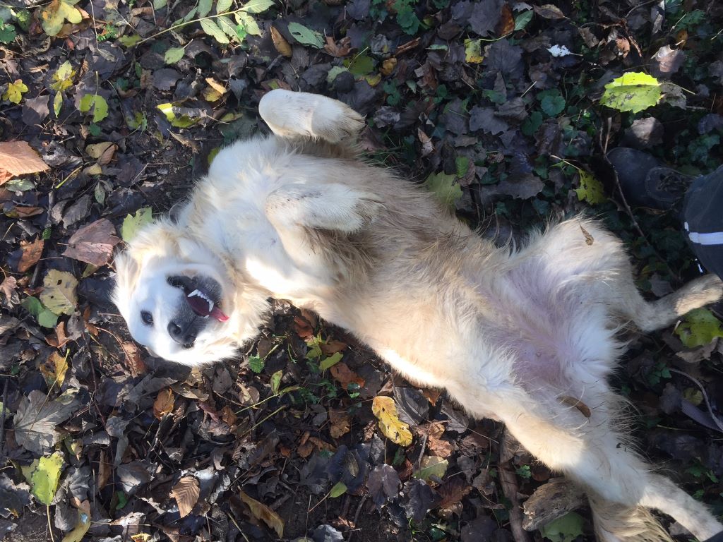 Publication : De La Source Du Riet Veld