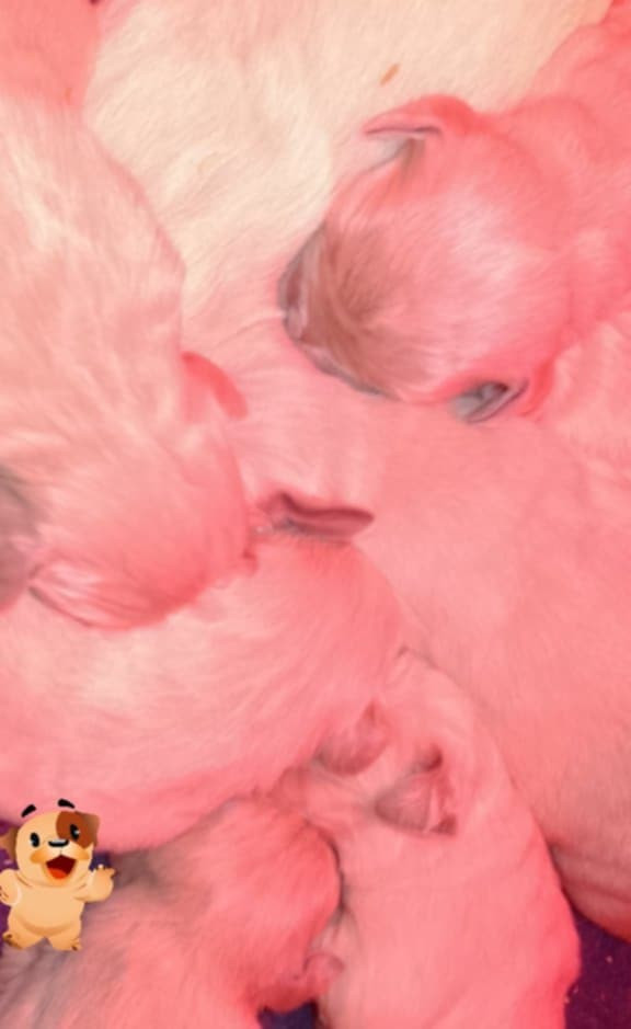 Golden Retriever - De La Source Du Riet Veld