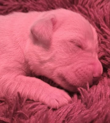 Les chiots de Golden Retriever