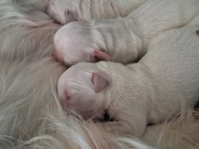 Chiot N°3 - Golden Retriever