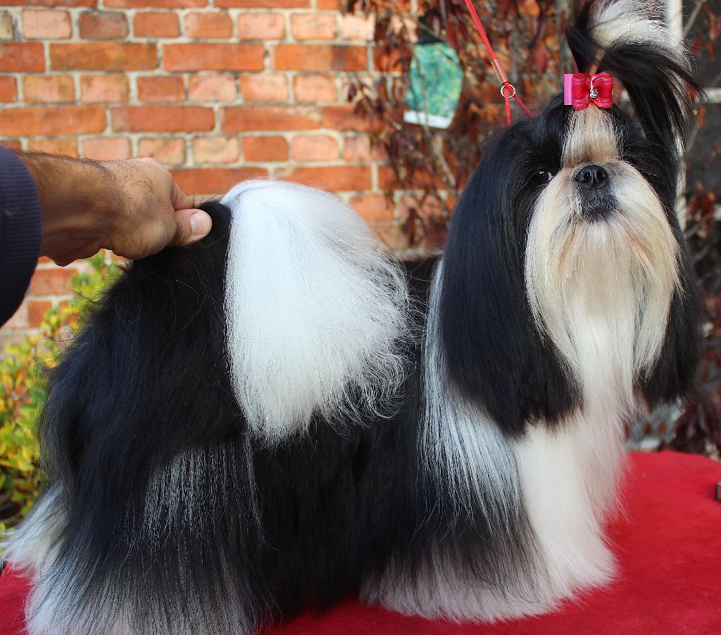 Van der bilt gloria Des Anges de Batignolles