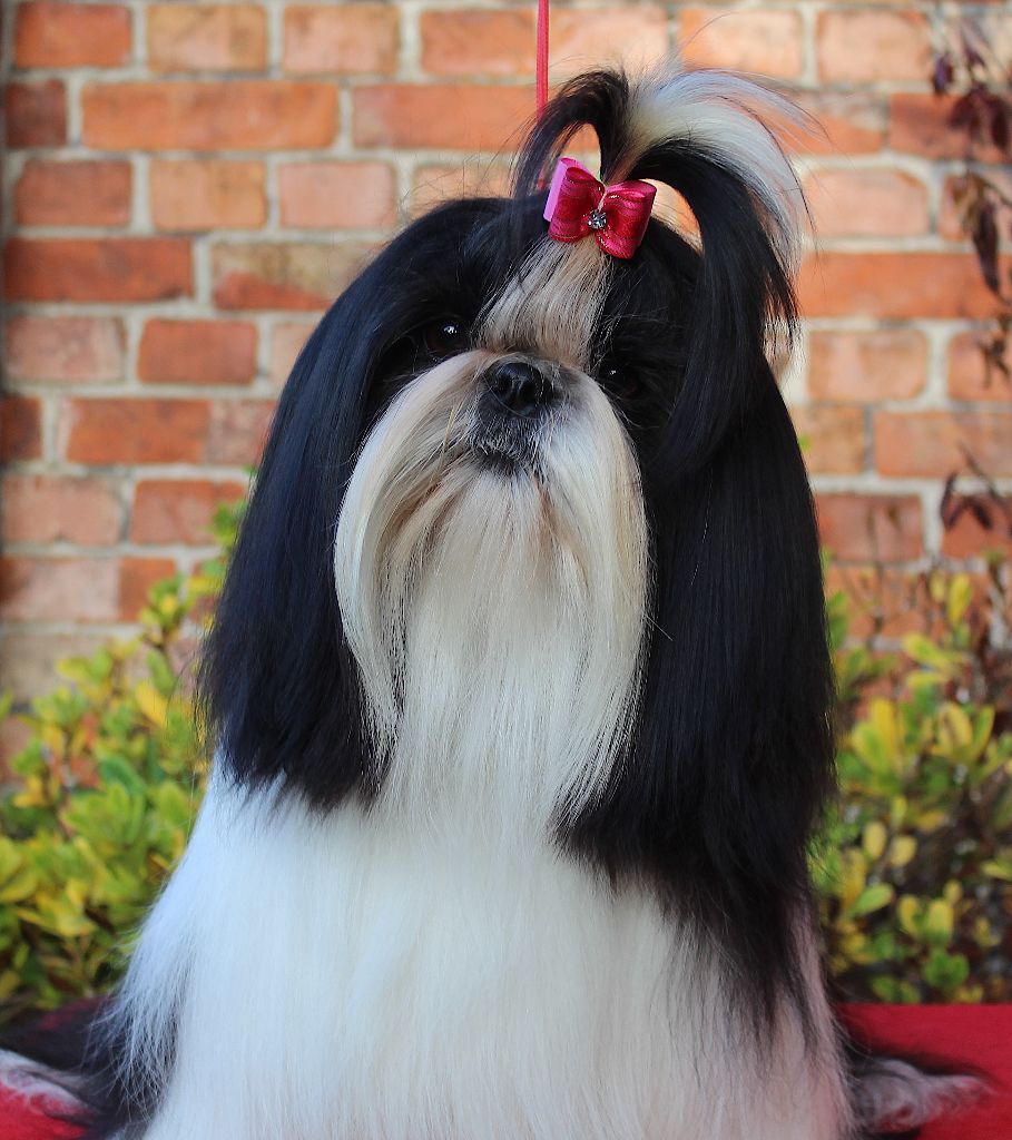 Van der bilt gloria Des Anges de Batignolles