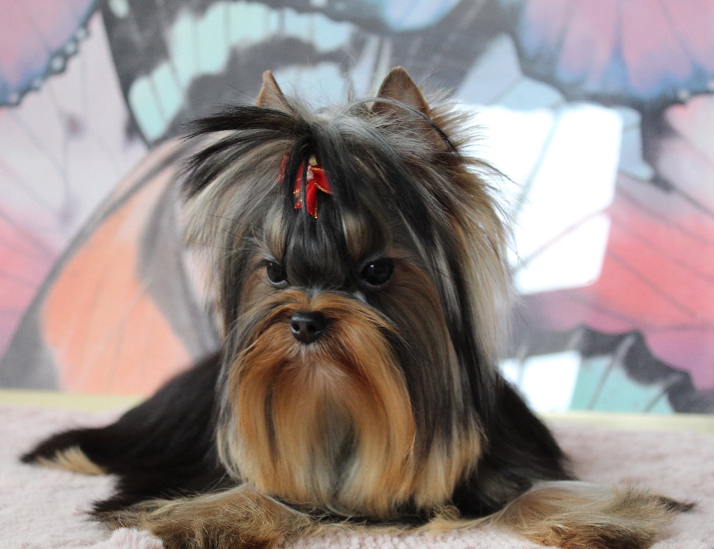 Anna Des Anges de Batignolles