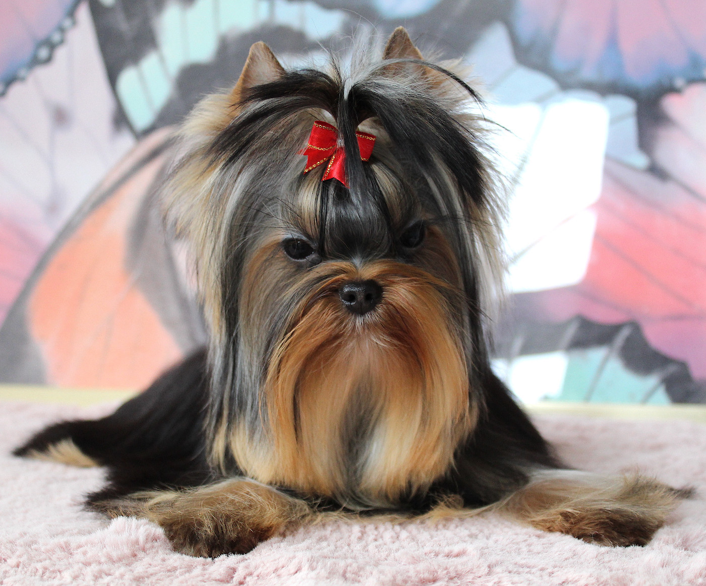 Anna Des Anges de Batignolles