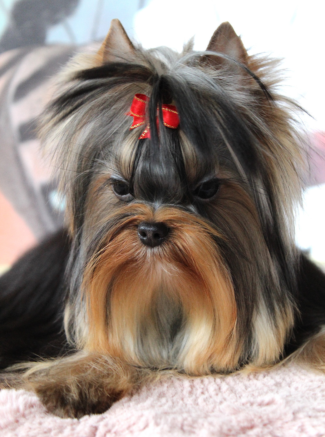 Anna Des Anges de Batignolles