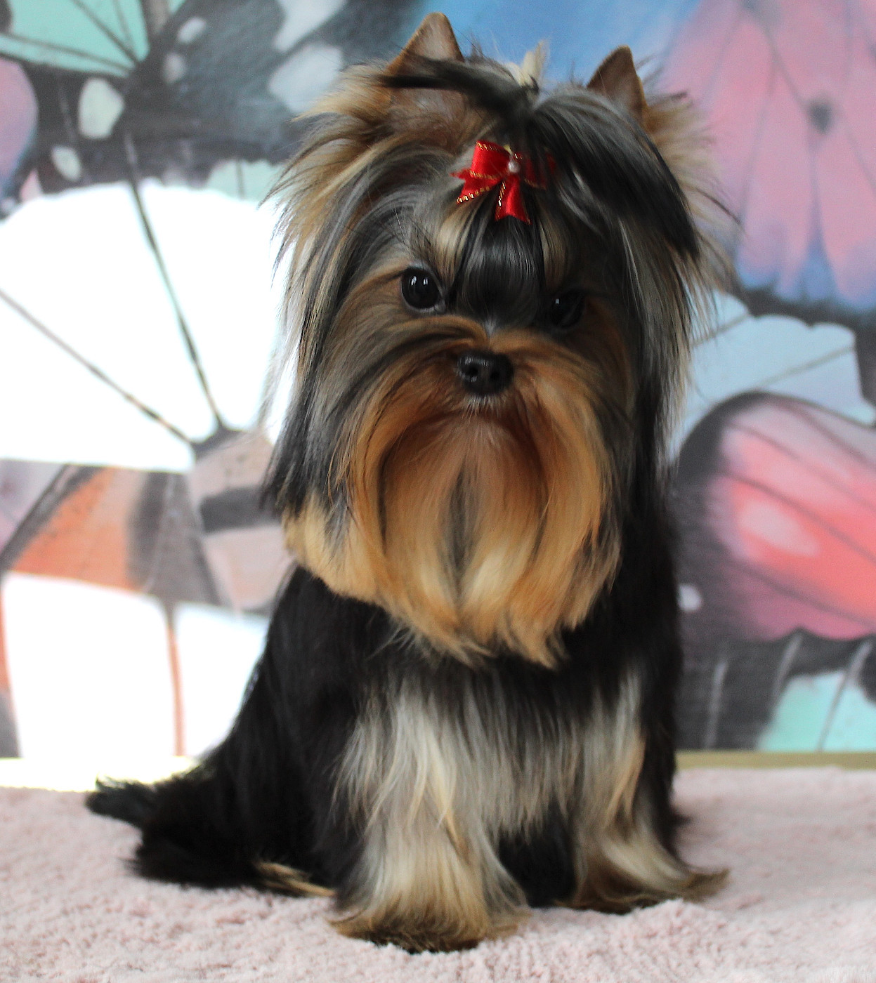 Anna Des Anges de Batignolles