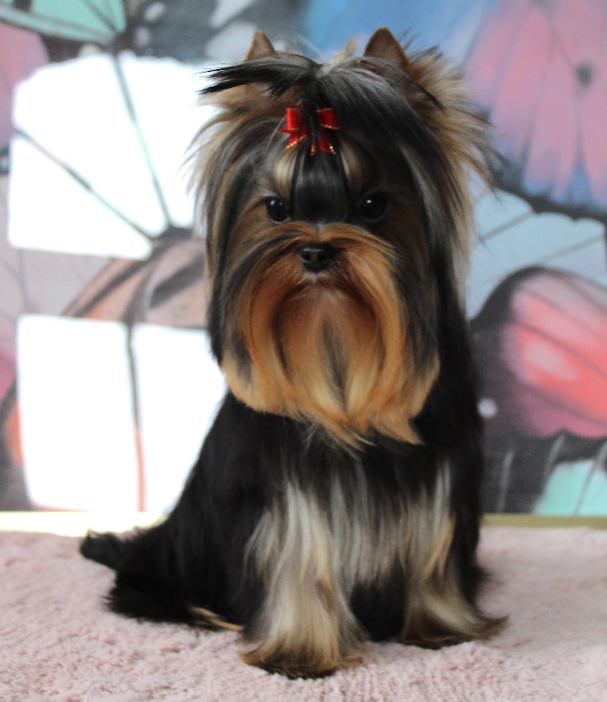 Anna Des Anges de Batignolles