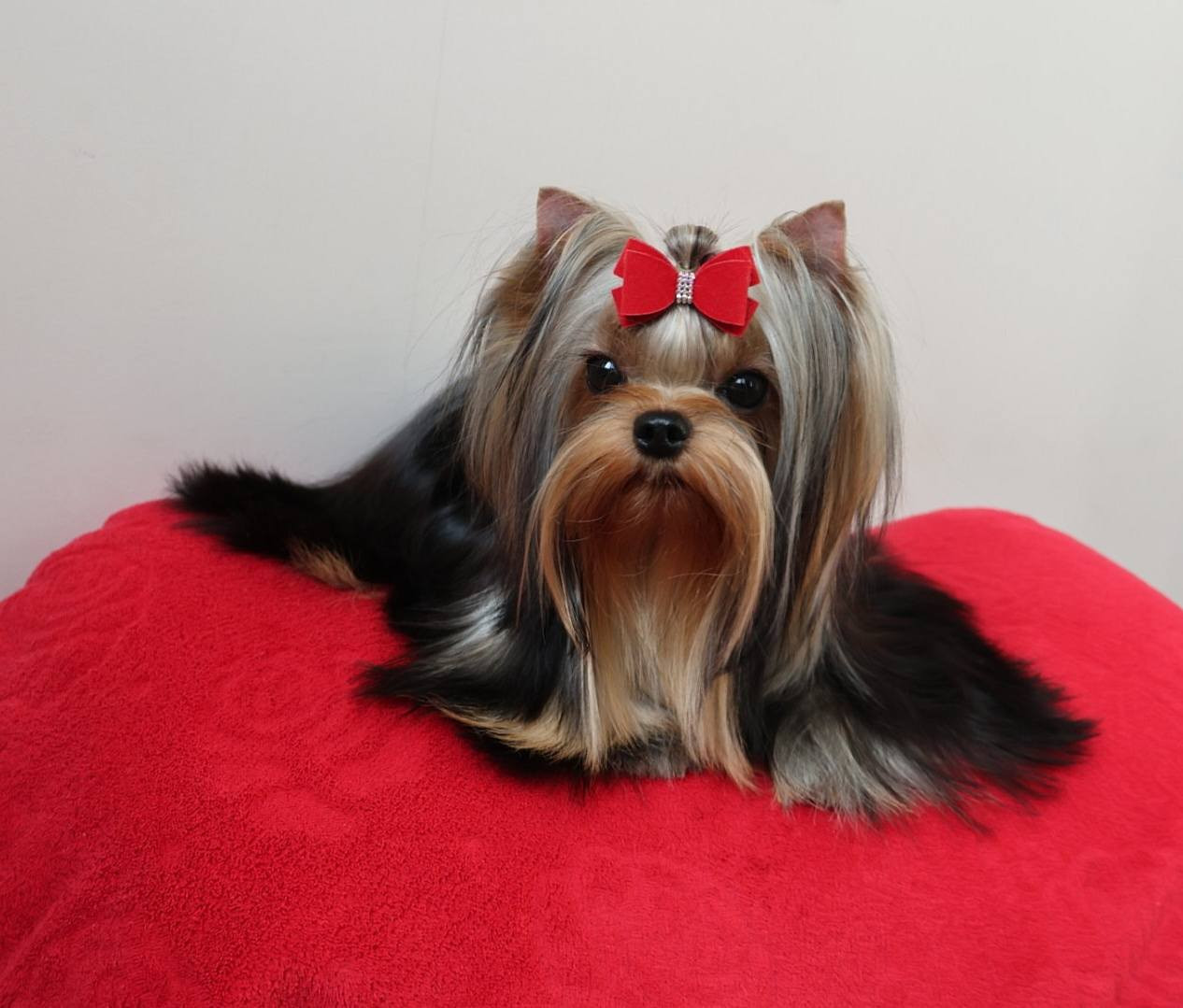 Lee lissa solar city