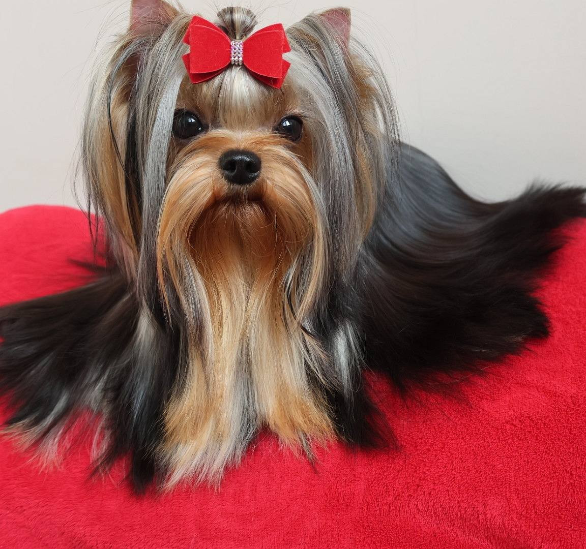 Lee lissa solar city