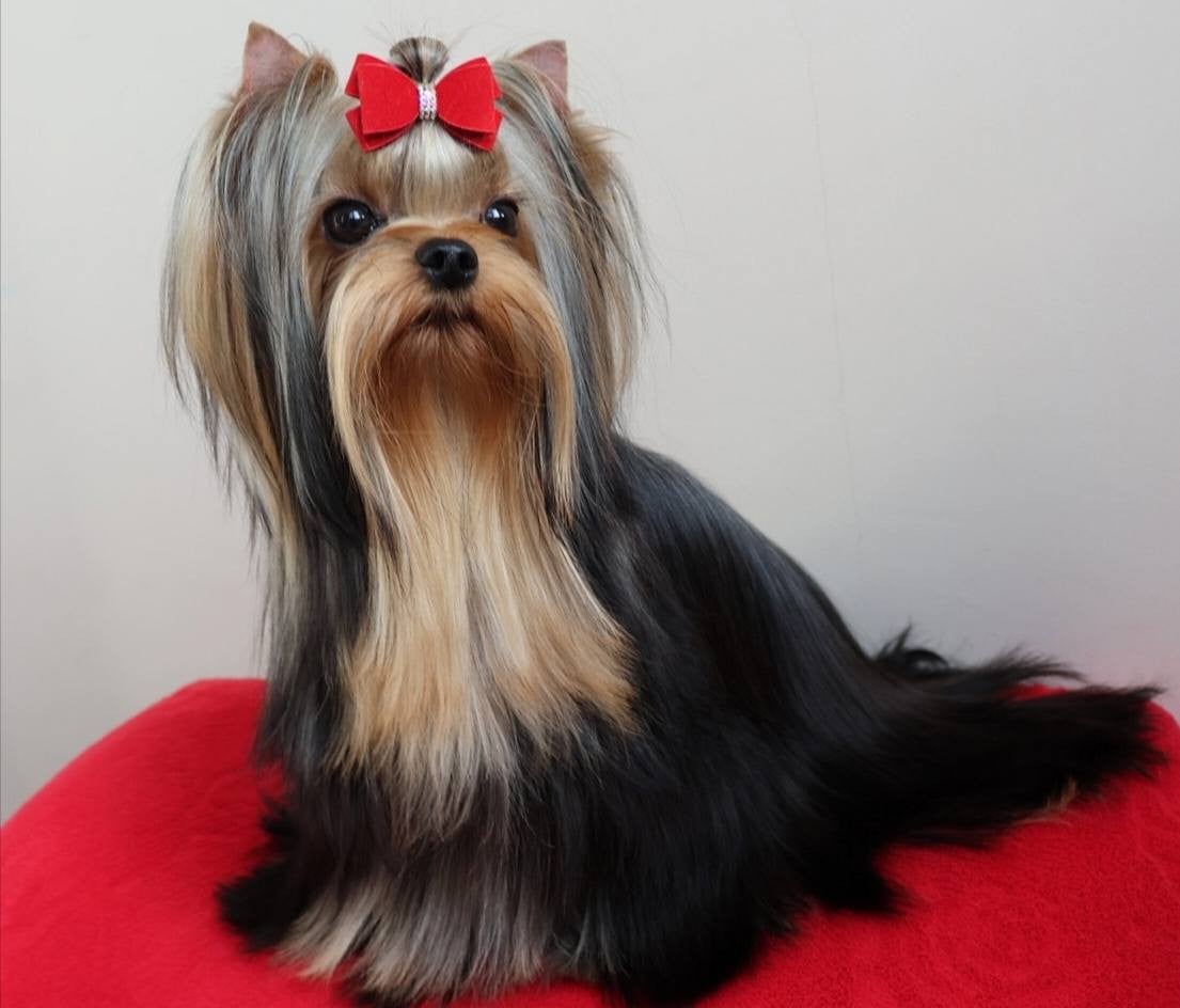 Lee lissa solar city