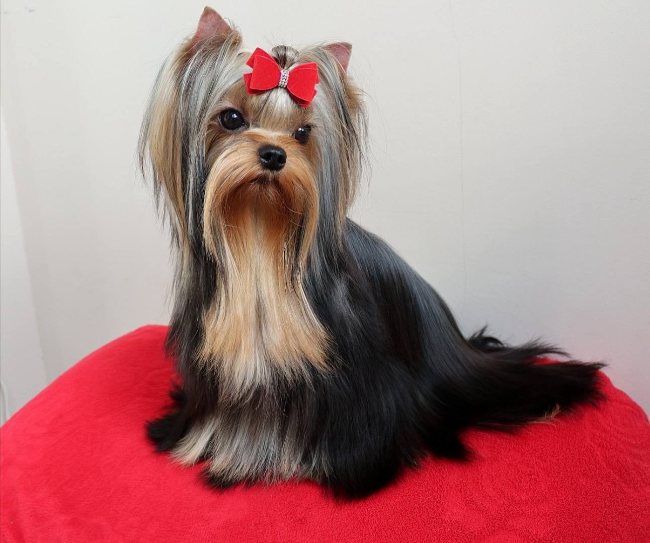 Lee lissa solar city