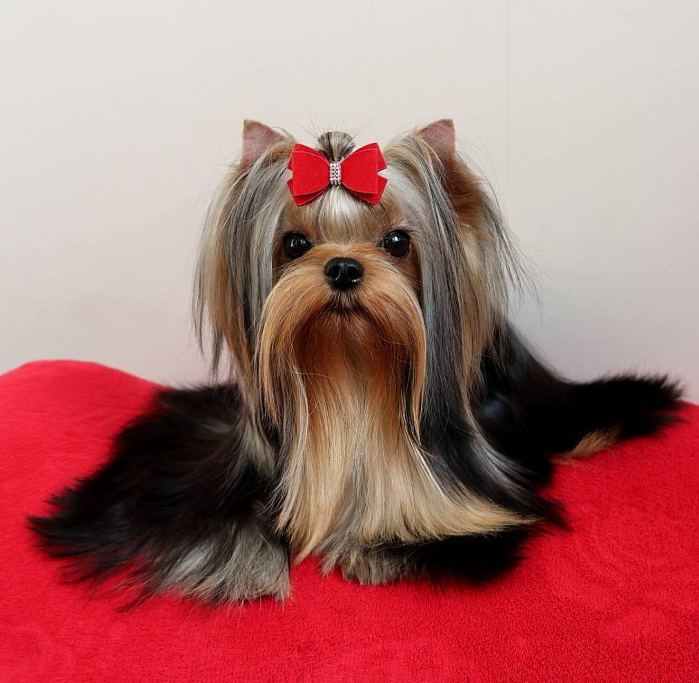 Lee lissa solar city