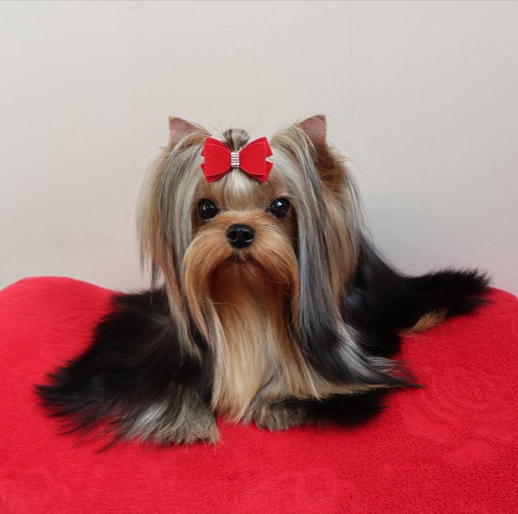 Lee lissa solar city