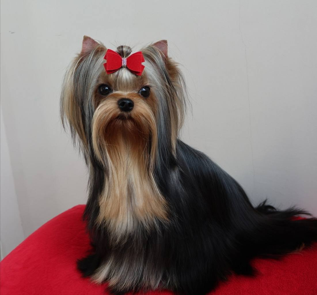 Lee lissa solar city