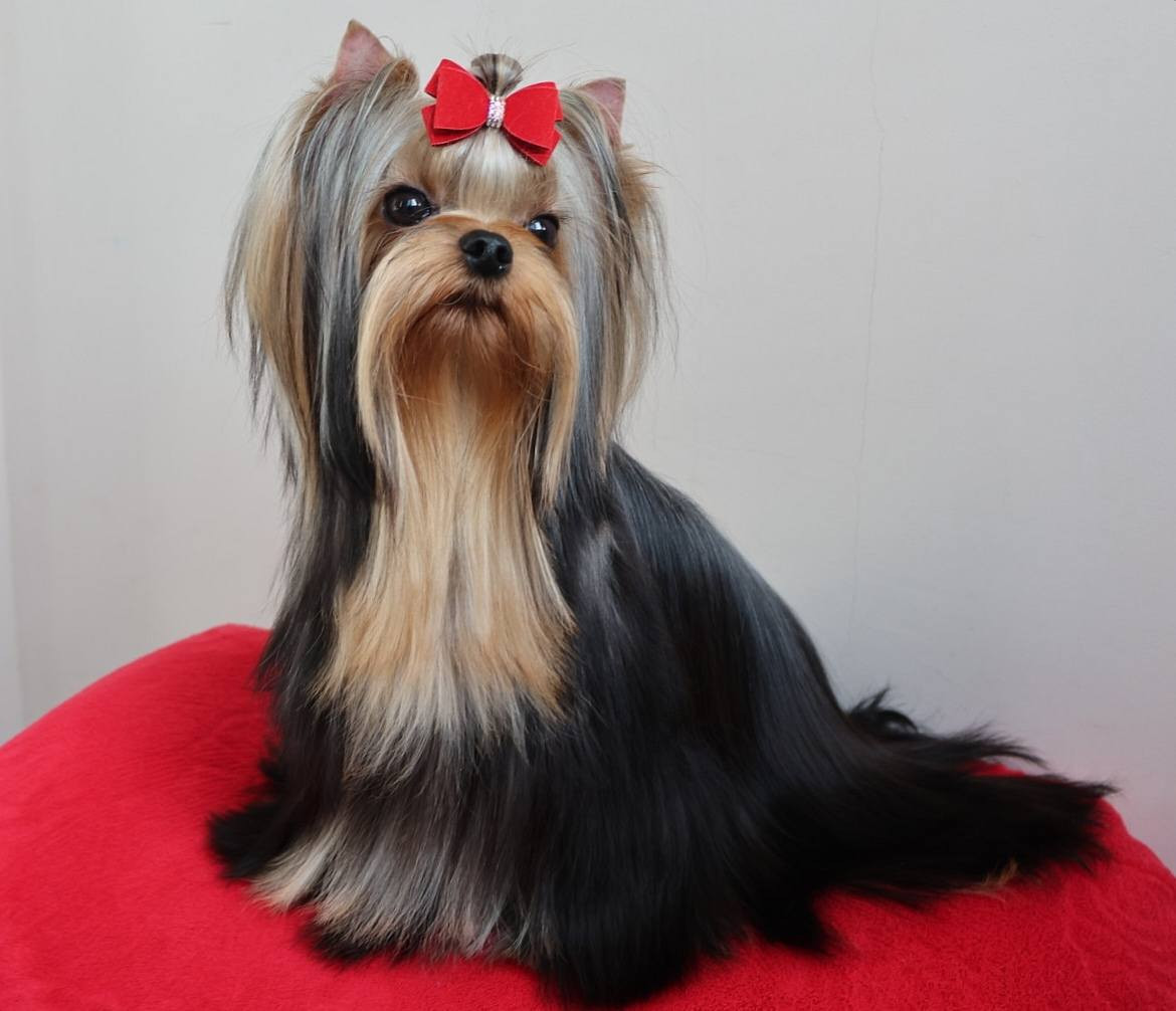 Lee lissa solar city