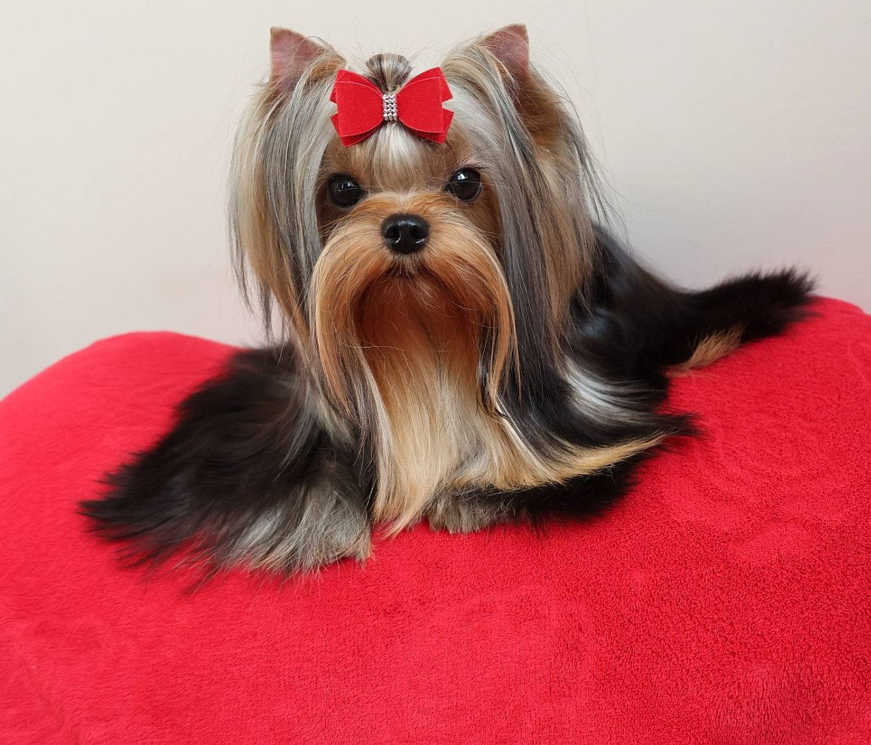 Lee lissa solar city