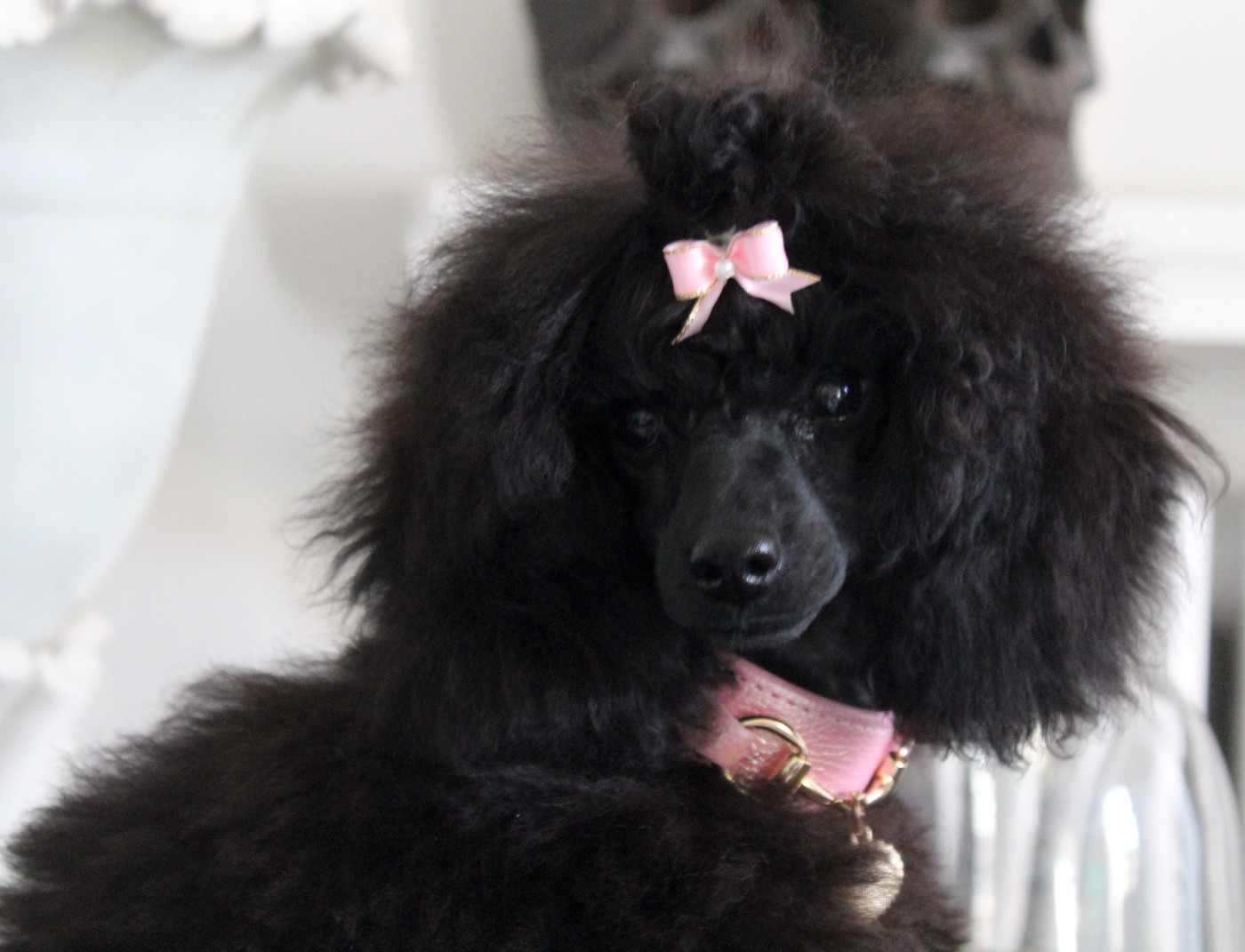 KRAUSE WHITE POODEL KINGHTOM BLACK DIAMOND