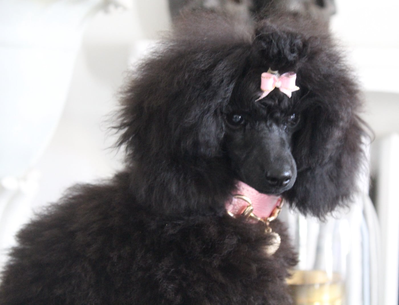 KRAUSE WHITE POODEL KINGHTOM BLACK DIAMOND