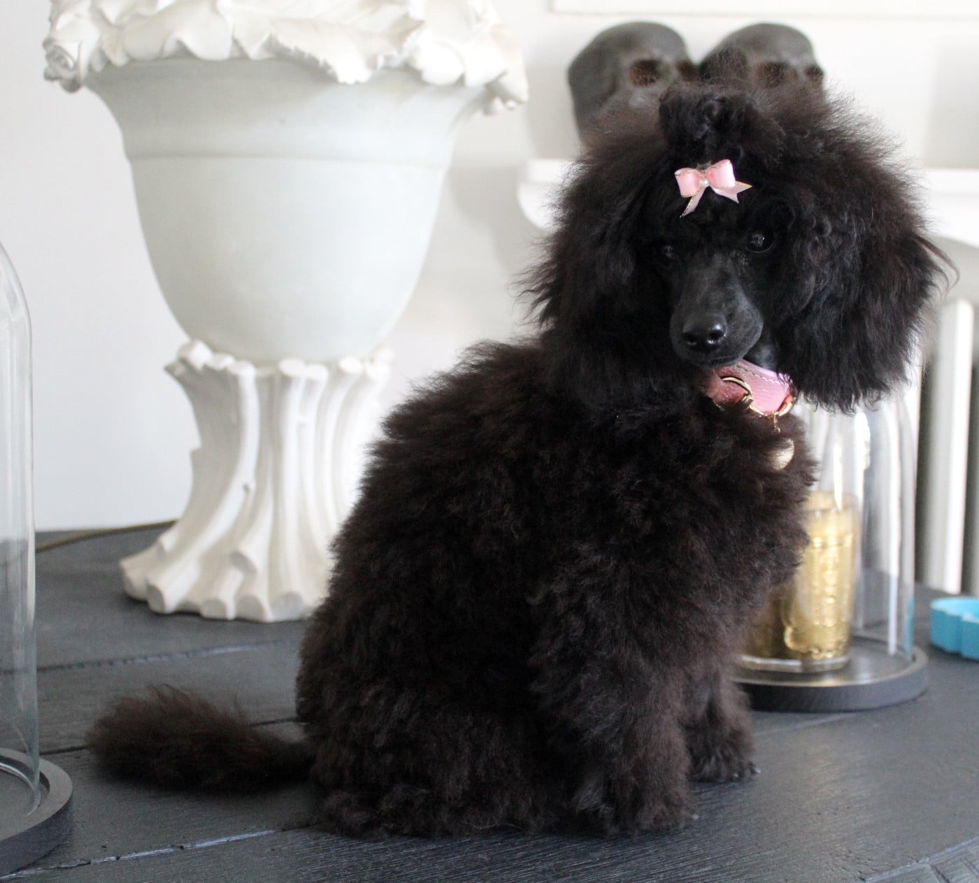 KRAUSE WHITE POODEL KINGHTOM BLACK DIAMOND