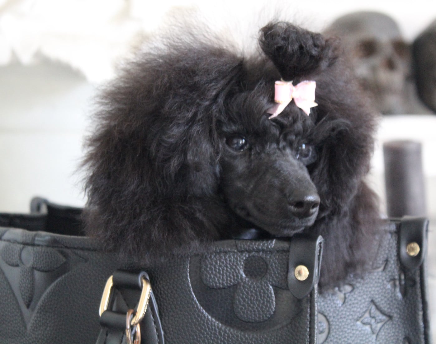 KRAUSE WHITE POODEL KINGHTOM BLACK DIAMOND