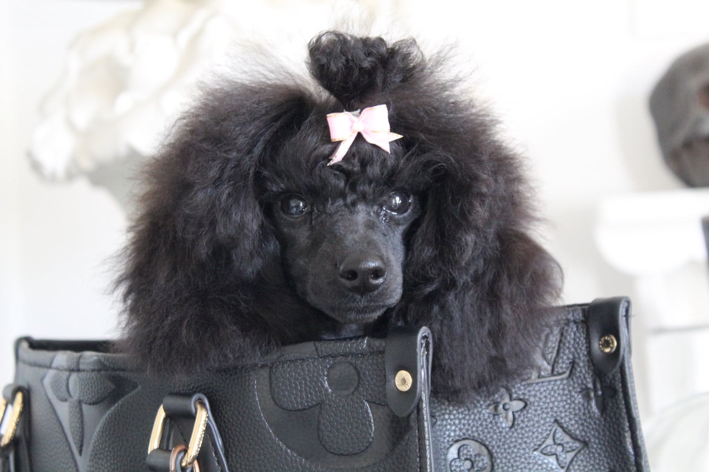 KRAUSE WHITE POODEL KINGHTOM BLACK DIAMOND