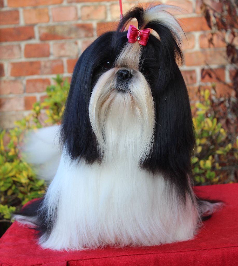 Van der bilt gloria Des Anges de Batignolles