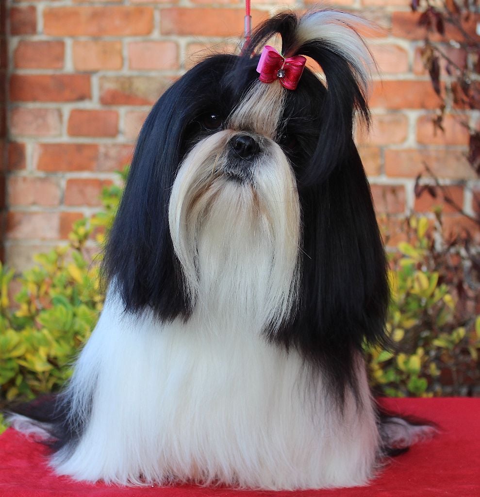 Van der bilt gloria Des Anges de Batignolles