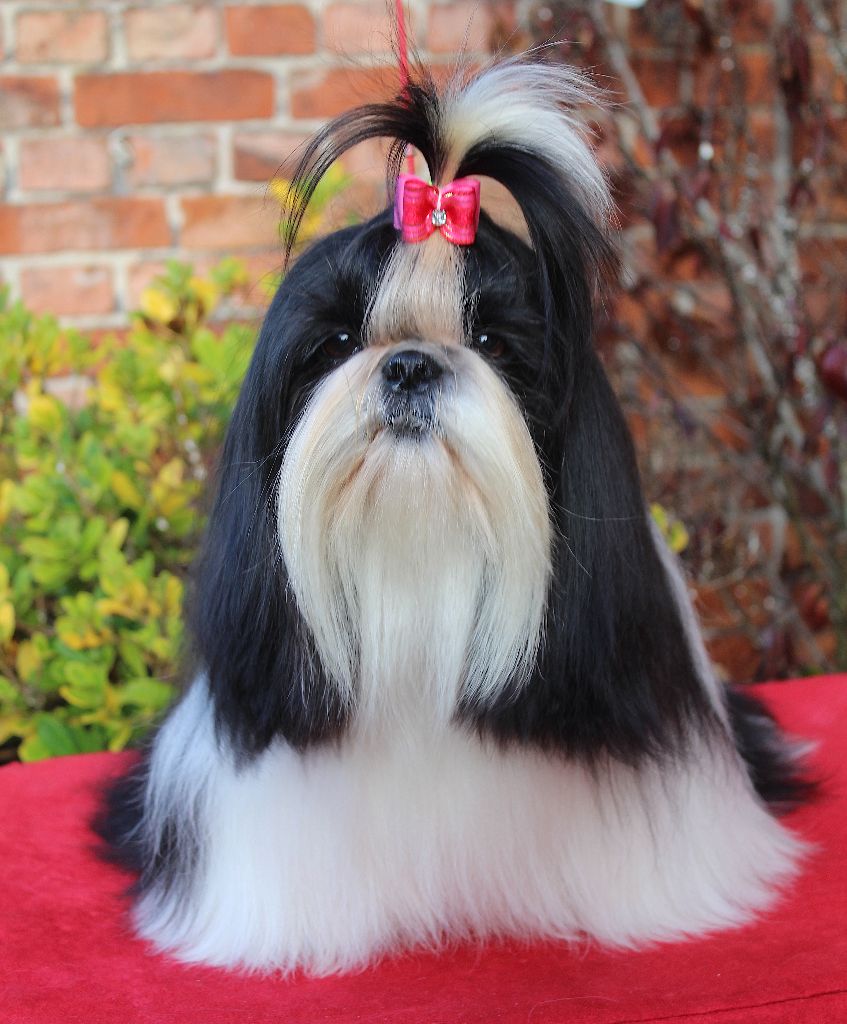 Van der bilt gloria Des Anges de Batignolles