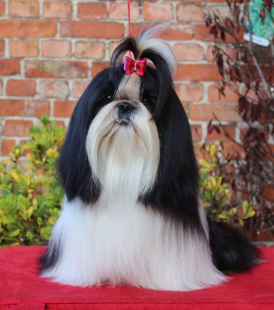 Van der bilt gloria Des Anges de Batignolles