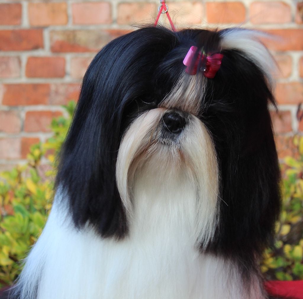 Van der bilt gloria Des Anges de Batignolles