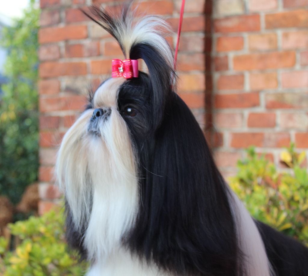 Van der bilt gloria Des Anges de Batignolles