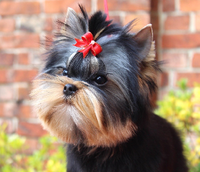 Des Anges de Batignolles