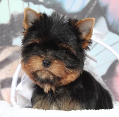 Les chiots de Yorkshire Terrier