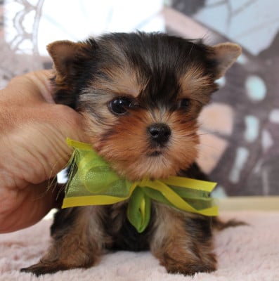 Les chiots de Yorkshire Terrier