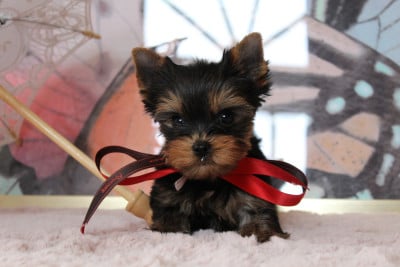 Les chiots de Yorkshire Terrier